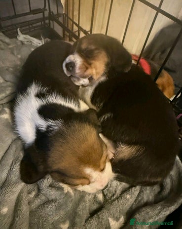 Beagle cani a Città metropolitana di Roma Capitale - Annuncio 4