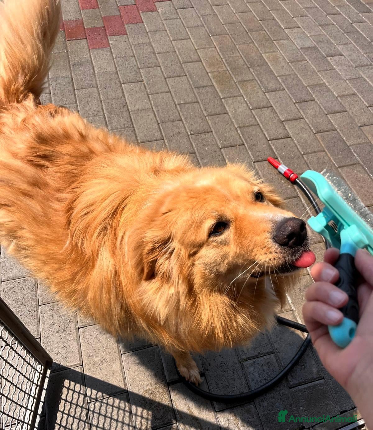 Meticcio cani DIOR BELLISSIMO  - Annuncio 22