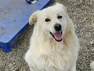 Meticcio cani Bubu 4anni salvato 2anni fa al sud.NOVARA SOS - Annuncio 37