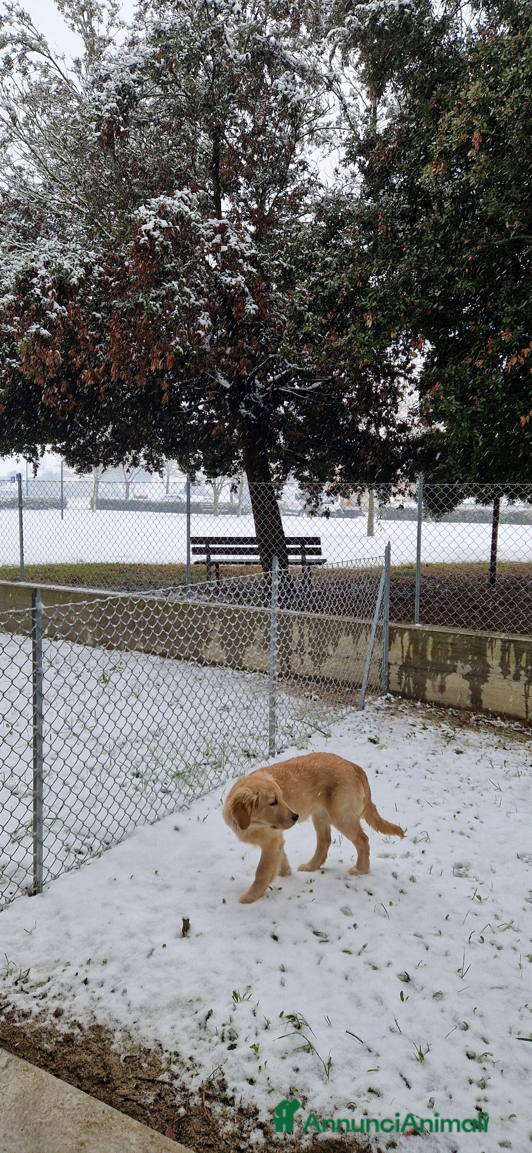 Golden Retriever cani in vendita: Nuova famiglia per Zoe - Annuncio 4