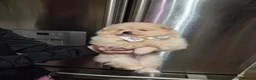 Volpino Pomerania cani in vendita: Cuccioli di Pomerania - Annuncio 13