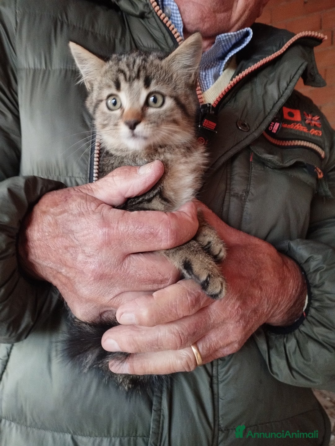 Europeo gatti in regalo: 3 simpatici tigratini - Annuncio 9