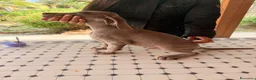 Weimaraner cani in vendita: Cuccioli di Weimaraner con Pedigree ENCI - Annuncio 6