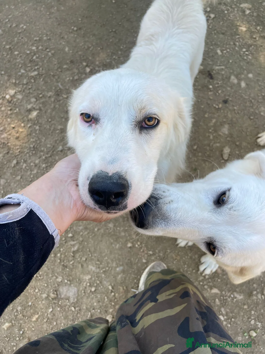 Meticcio cani in regalo: MUSETTO DOLCE : OSLINO  - Annuncio 7