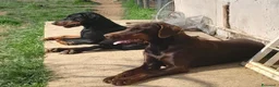 Dobermann cani in vendita: Cucciolo dobermann  - Annuncio 4
