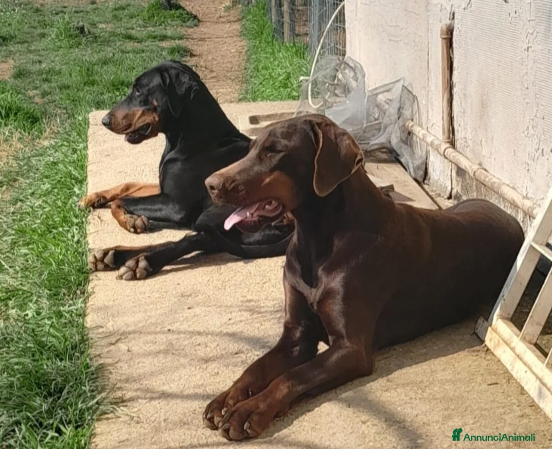 Dobermann cani in vendita: Cucciolo dobermann  - Annuncio 4