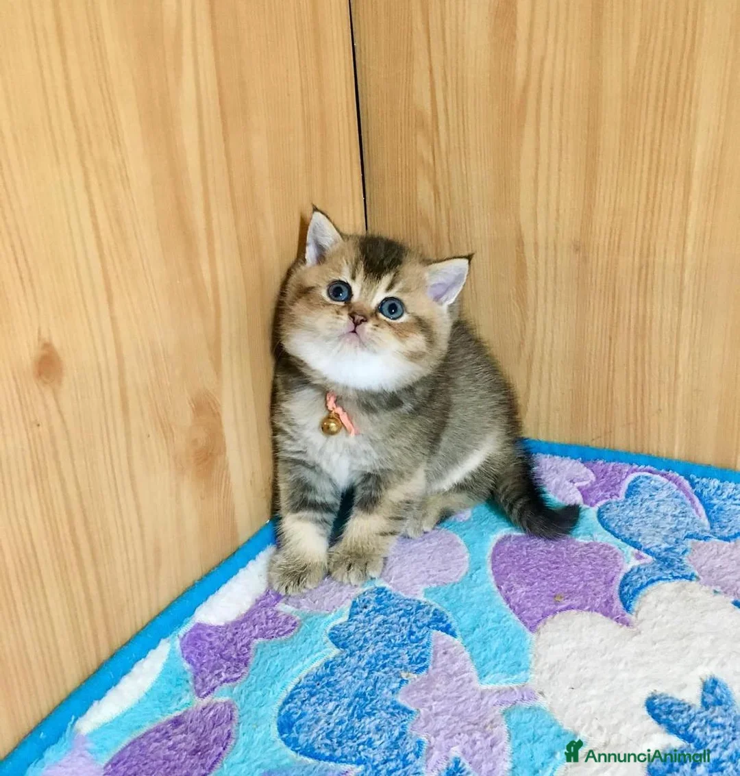 British gatti in vendita: Cuccioli di british shorthair golden - Annuncio 4