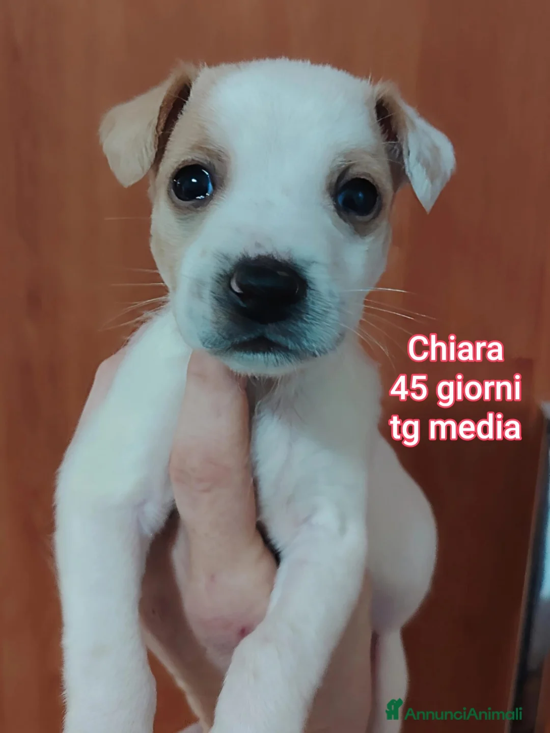 Meticcio cani in regalo: SALVA LA VITA A UN CUCCIOLO  - Annuncio 8