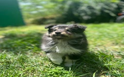 Shetland Sheepdog cani in vendita: Cuccioli Shetland sheepdog a Provincia di Alessandria - Immagine 7