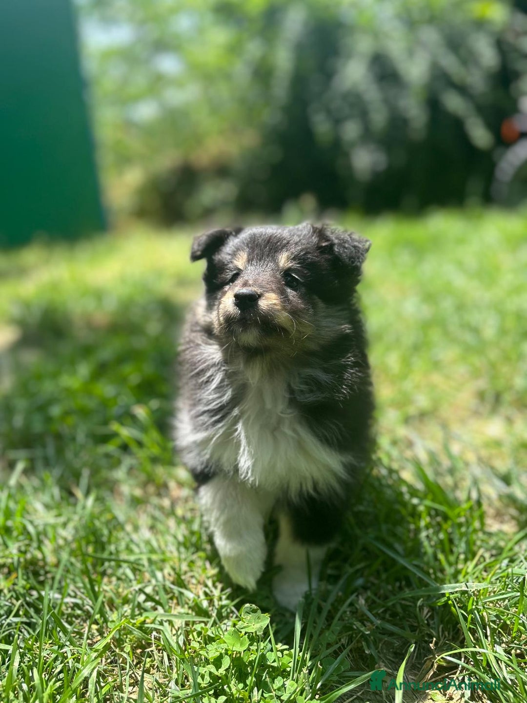 Shetland Sheepdog cani in vendita: Cuccioli Shetland sheepdog a Provincia di Alessandria - Immagine 7