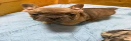 Bulldog Francese cani in vendita: Bulldog francese esotico - Annuncio 3