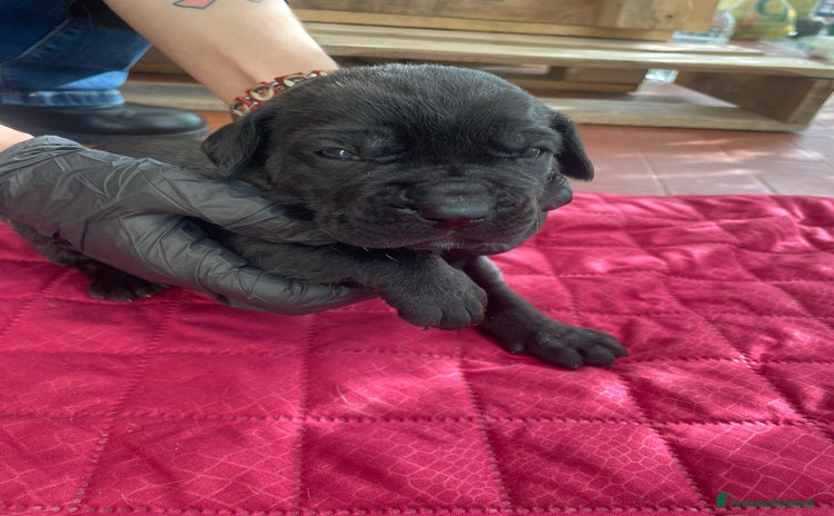 Cane Corso cani - Annuncio 2