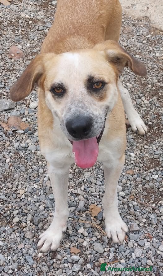 Meticcio cani Mauro 2 anni in attesa di una famiglia - Annuncio 5