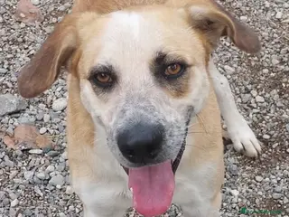 Meticcio cani Mauro 2 anni in attesa di una famiglia - Annuncio 5