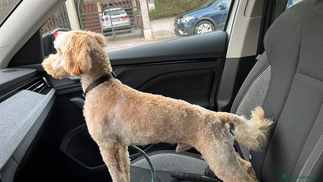 Barboncino cani in vendita: Barboncino nano 1 anno - Annuncio 3