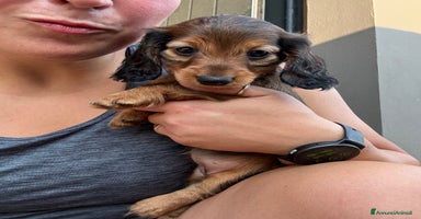 Bassotto cani a Provincia di Modena - Annuncio 9