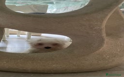 Maltese cani in vendita: Maltese Toy  a Provincia di Bergamo - Immagine 3