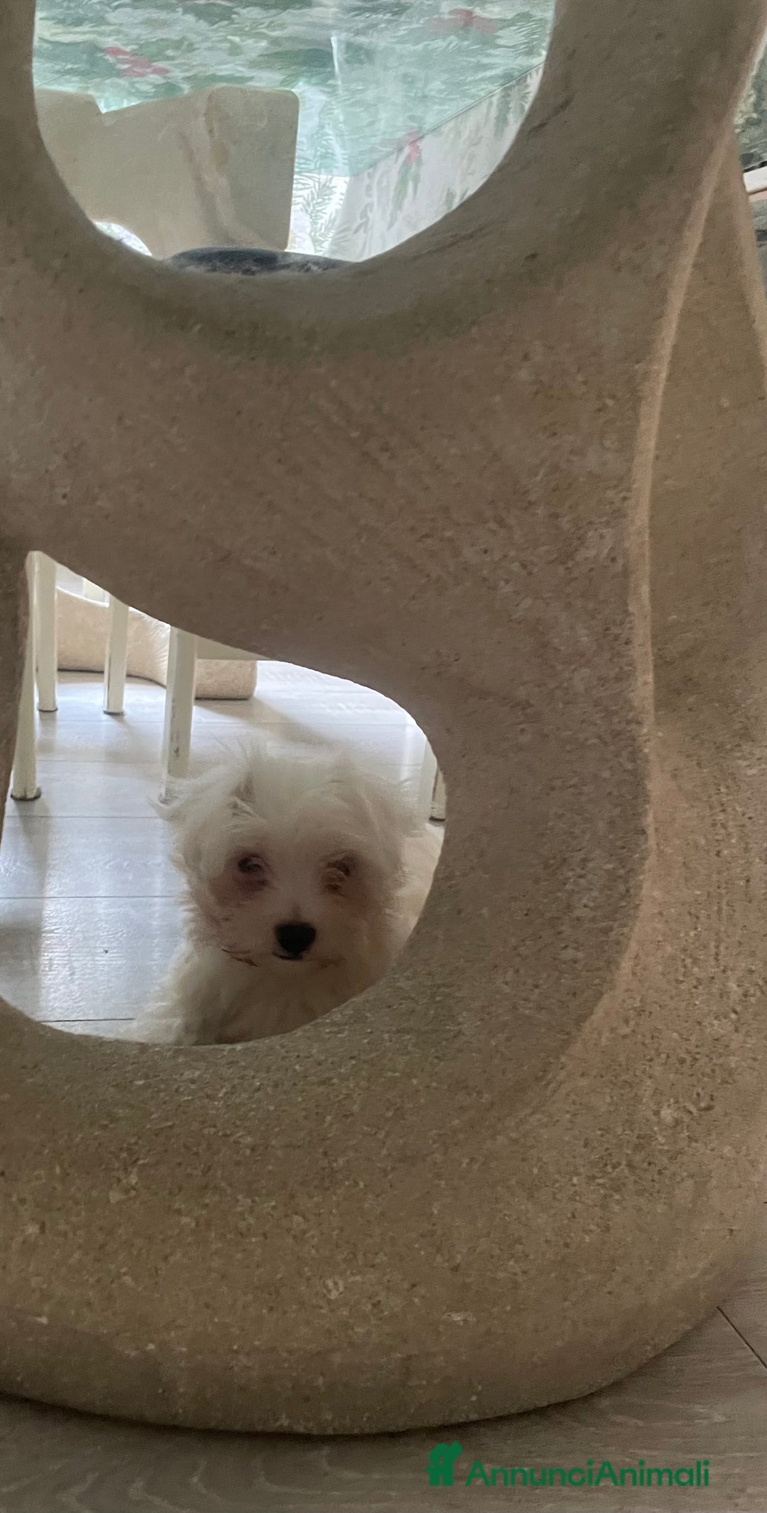 Maltese cani in vendita: Maltese Toy  a Provincia di Bergamo - Immagine 3