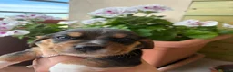 Beagle cani in vendita: cuccioli di beagle a Provincia di Barletta-Andria-Trani - Annuncio 3