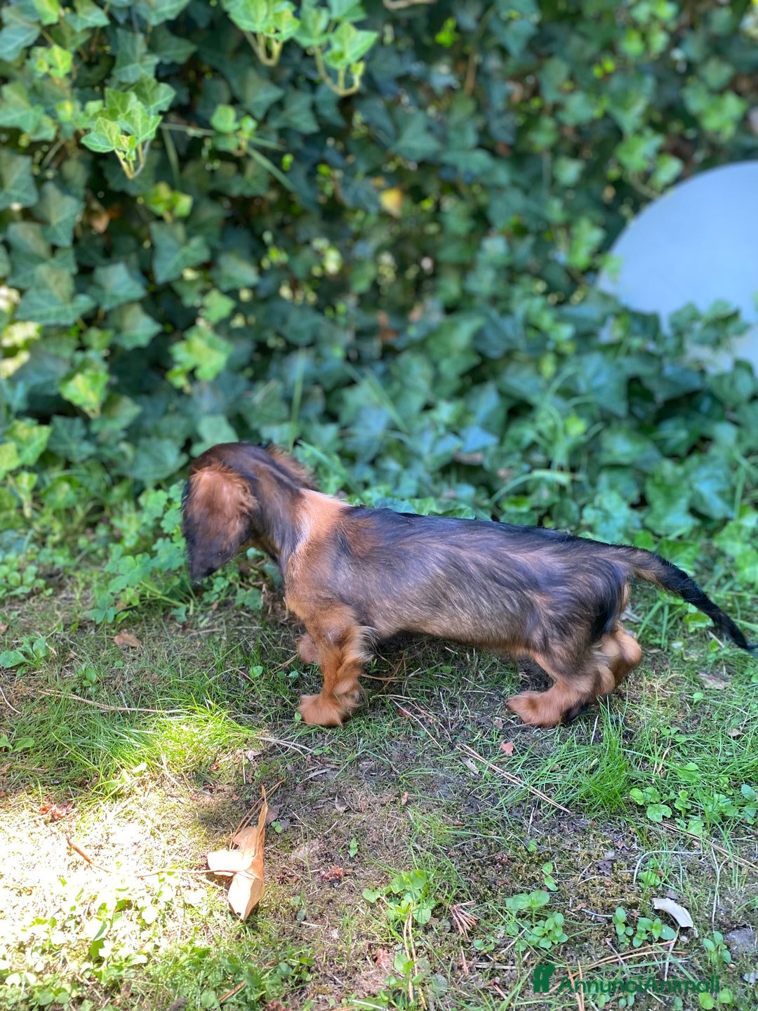 Bassotto cani in vendita: 🌟Splendidi cuccioli di bassotto a pelo lungo🌟 a Città metropolitana di Milano - Immagine 4