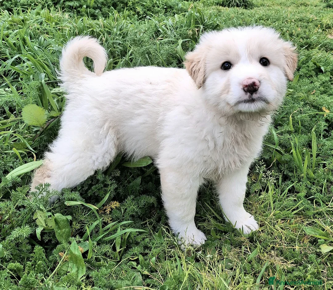 Meticcio cani in regalo: Dexter 2 mesi taglia media grande  a Città metropolitana di Palermo - Annuncio 1