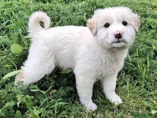 Meticcio cani Dexter 2 mesi taglia media grande - Annuncio 1