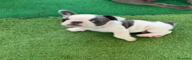 Bulldog Francese 2