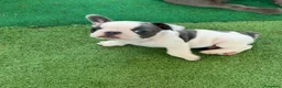 Bulldog Francese cani in vendita: Bulldog francese  - Annuncio 9
