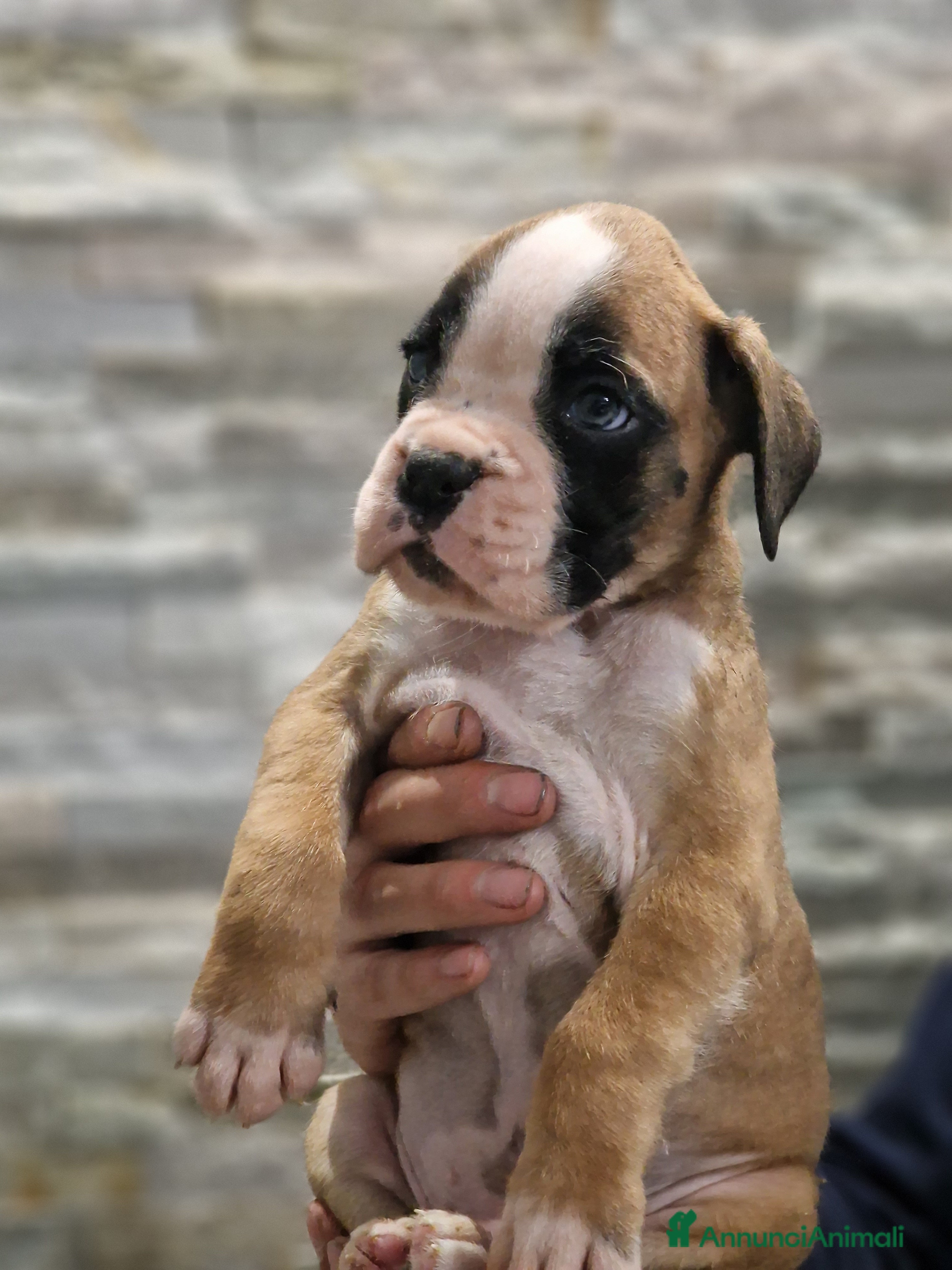 Boxer cani Cucciolo di boxer con pedigree - Annuncio 2