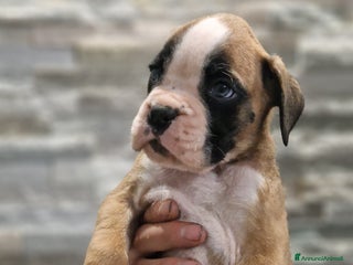 Boxer cani Cucciolo di boxer con pedigree - Annuncio 2