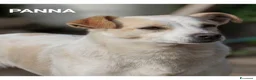 Meticcio cani in regalo: Panna, piccola canetta cerca famiglia  - Annuncio 5