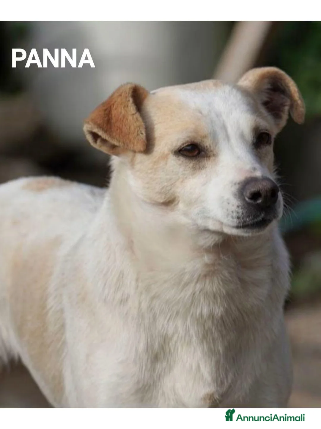 Meticcio cani in regalo: Panna, piccola canetta cerca famiglia  - Annuncio 5