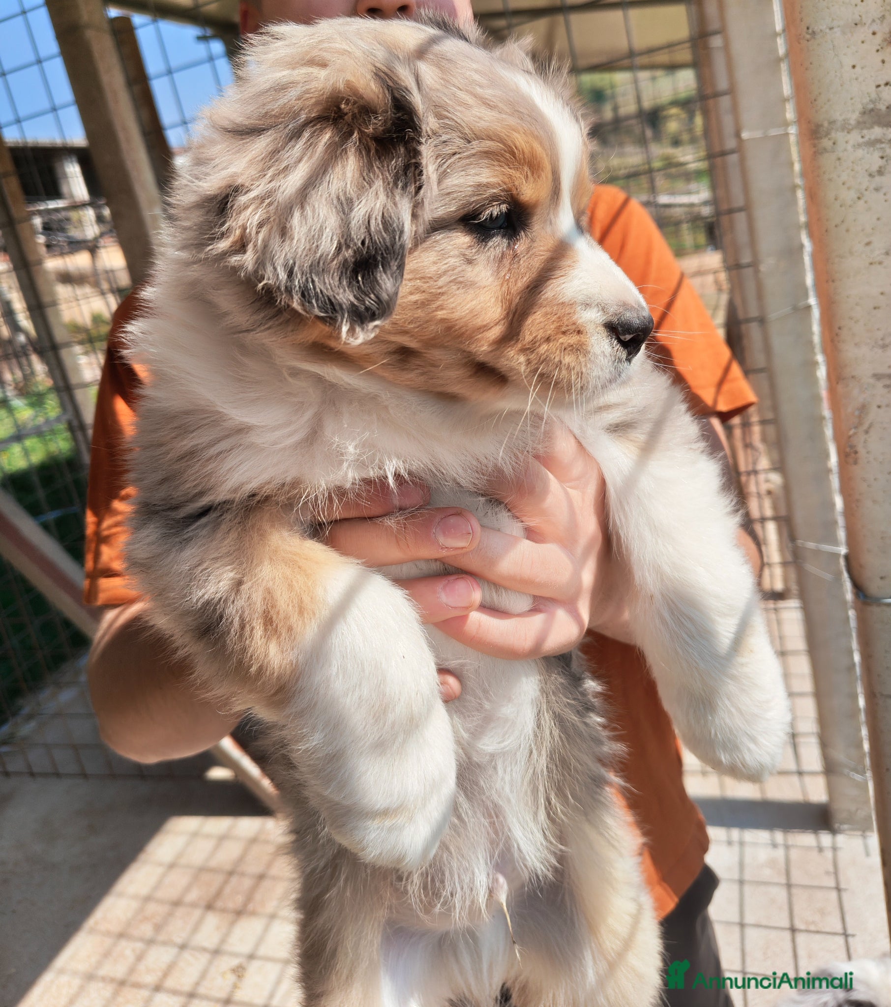 Australian Shepherd cani Cuccioli pastore australiano - australian shepherd - Annuncio 3