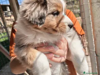 Australian Shepherd cani Cuccioli pastore australiano - australian shepherd - Annuncio 8