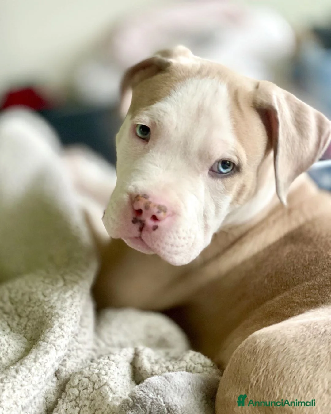 Pitbull cani in vendita: Cucciolo maschio di Pitbull a Città Metropolitana di Torino - Annuncio 1