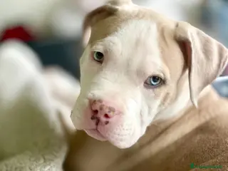 Pitbull cani Cucciolo maschio di Pitbull - Annuncio 2