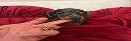 Bassotto cani in vendita: Cuccioli Bassotto Kaninchen e nano - Annuncio 17