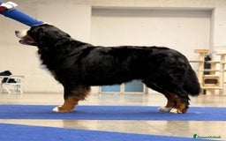 Bovaro del Bernese cani per accoppiamento: Bovaro del bernese disponibile per monte a Città Metropolitana di Firenze - Immagine 1