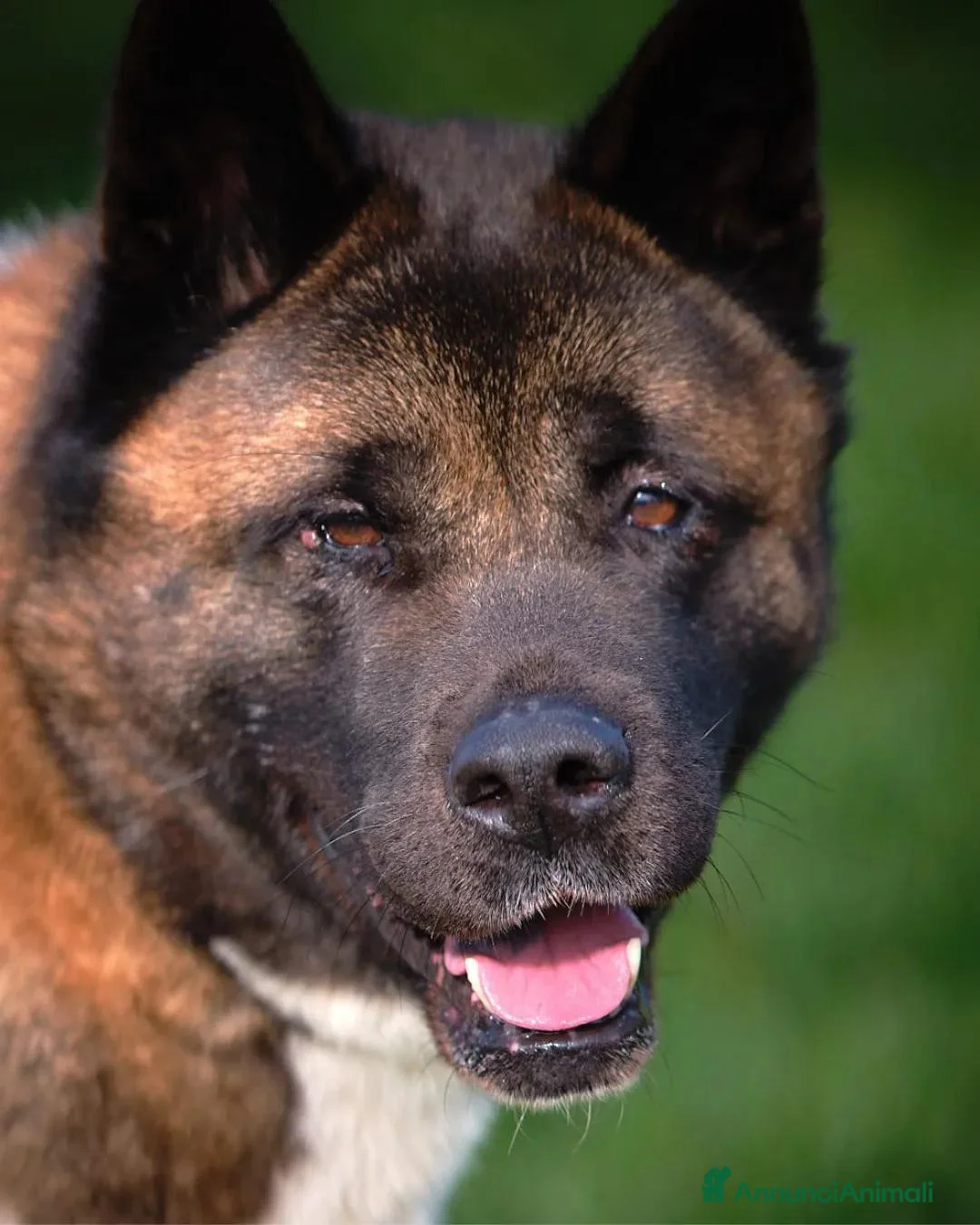 Akita Americano cani in regalo: Sasha ex fattrice a Provincia di Modena - Annuncio 1