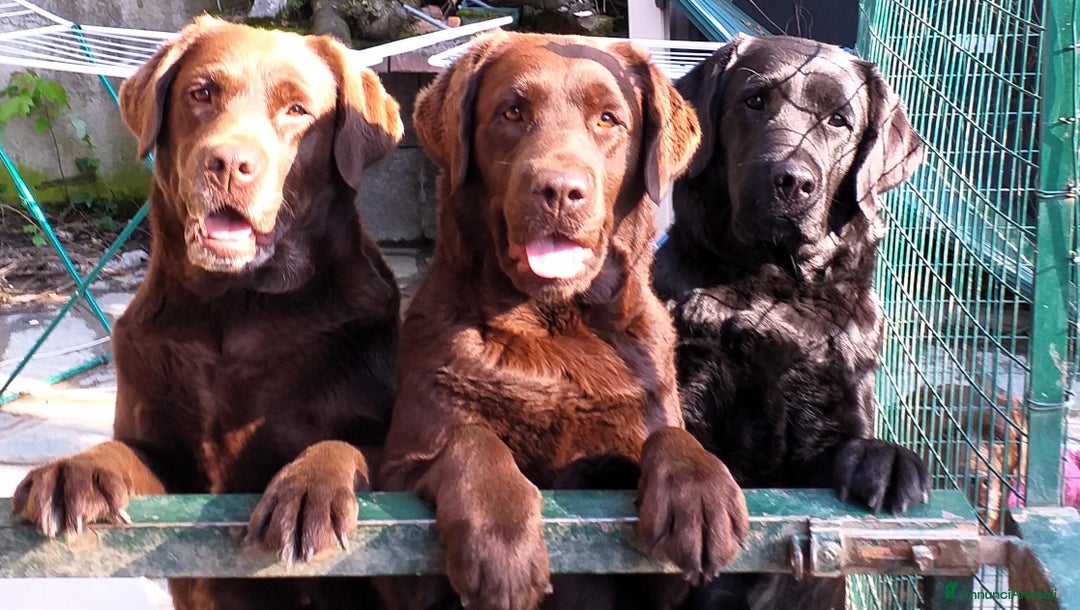 Immagine della galleria {{count}}