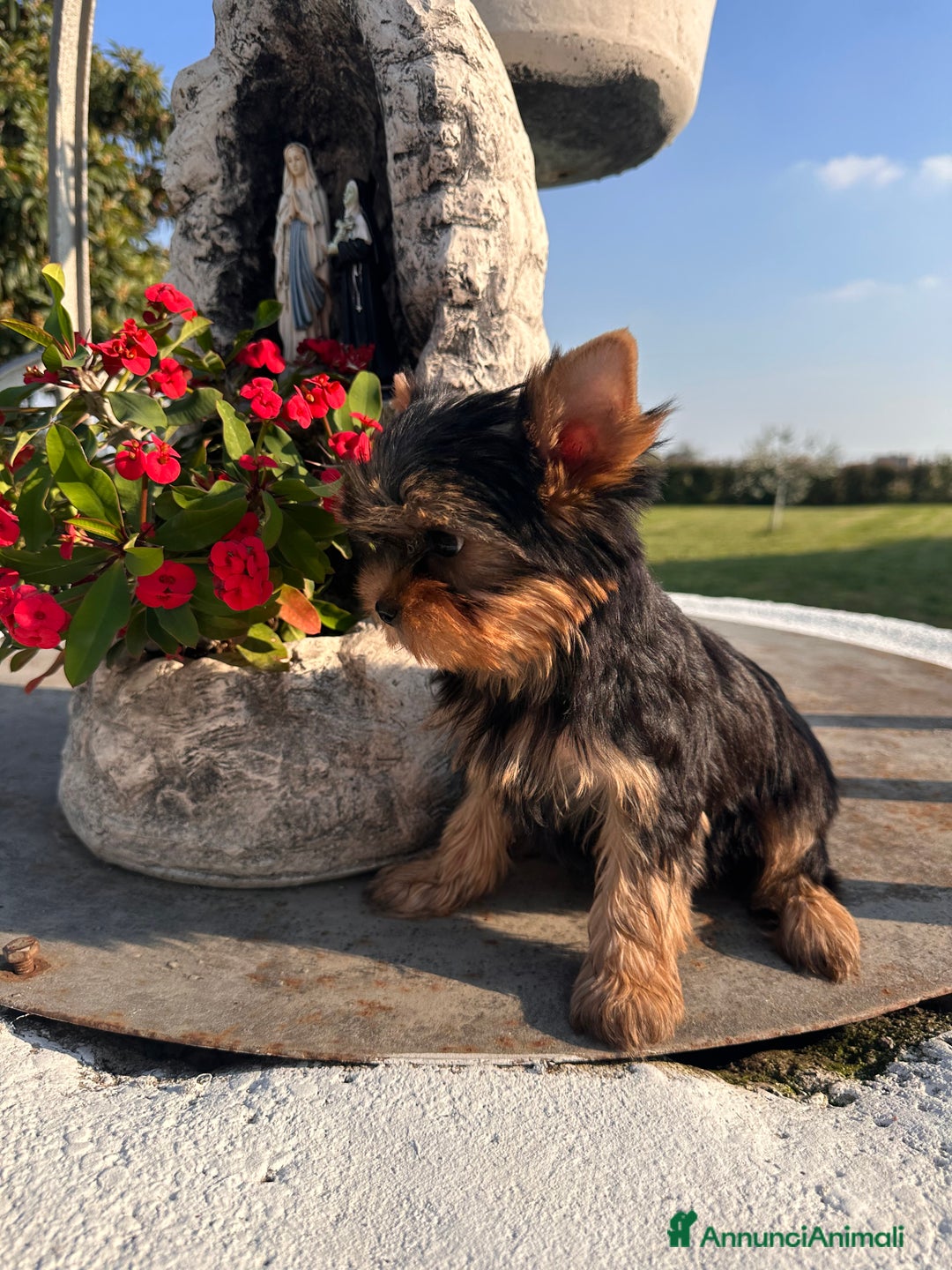 Yorkshire cani in vendita: Yorkshire terrier - Annuncio 3