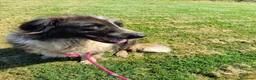 Pastore del Caucaso cani in regalo: Maestosa Alda - Annuncio 5