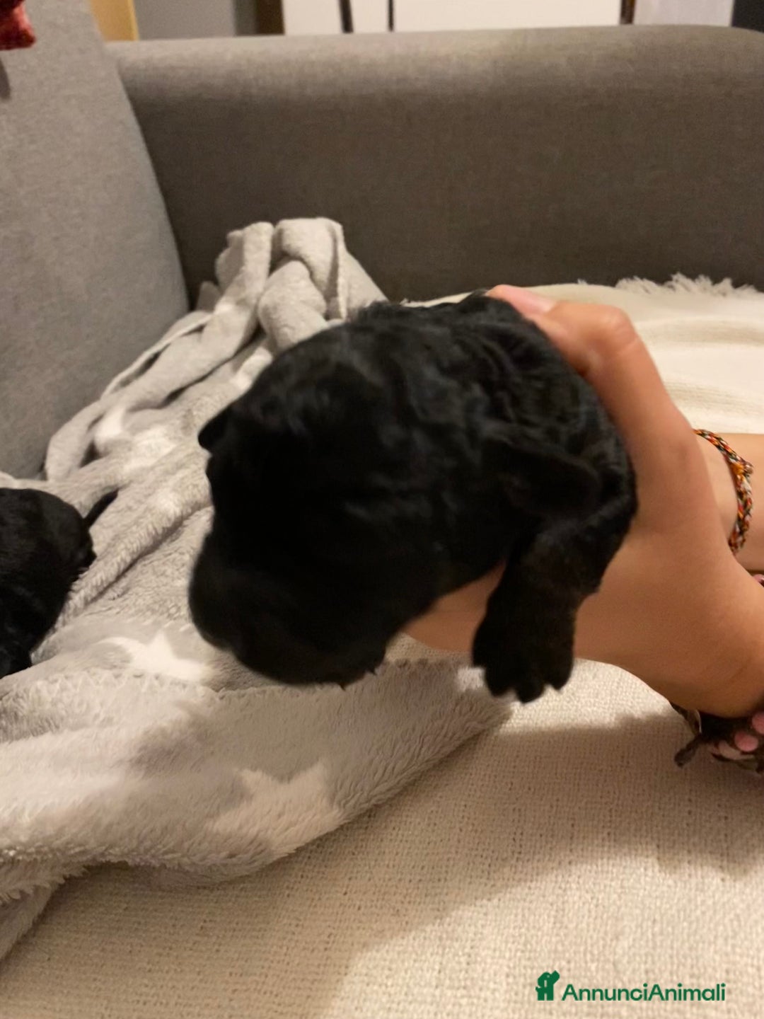 Barboncino cani in vendita: Cuccioli di barboncino  - Annuncio 12