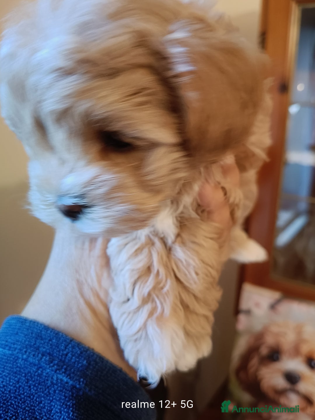 Meticcio cani in vendita: Maltippp  - Annuncio 4