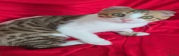 Bengala gatti in vendita: Incrocio Bengala/Scottish  - Annuncio 11