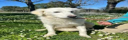Meticcio cani in regalo: MARY ABBANDONATA COME SPAZZATURA CERCA CASA - Annuncio 3