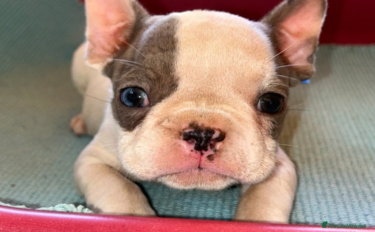 Bulldog Francese cani a Città metropolitana di Palermo - Annuncio 4