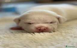 American Bully cani in vendita: Dolcissimi American Bully  - Immagine 6