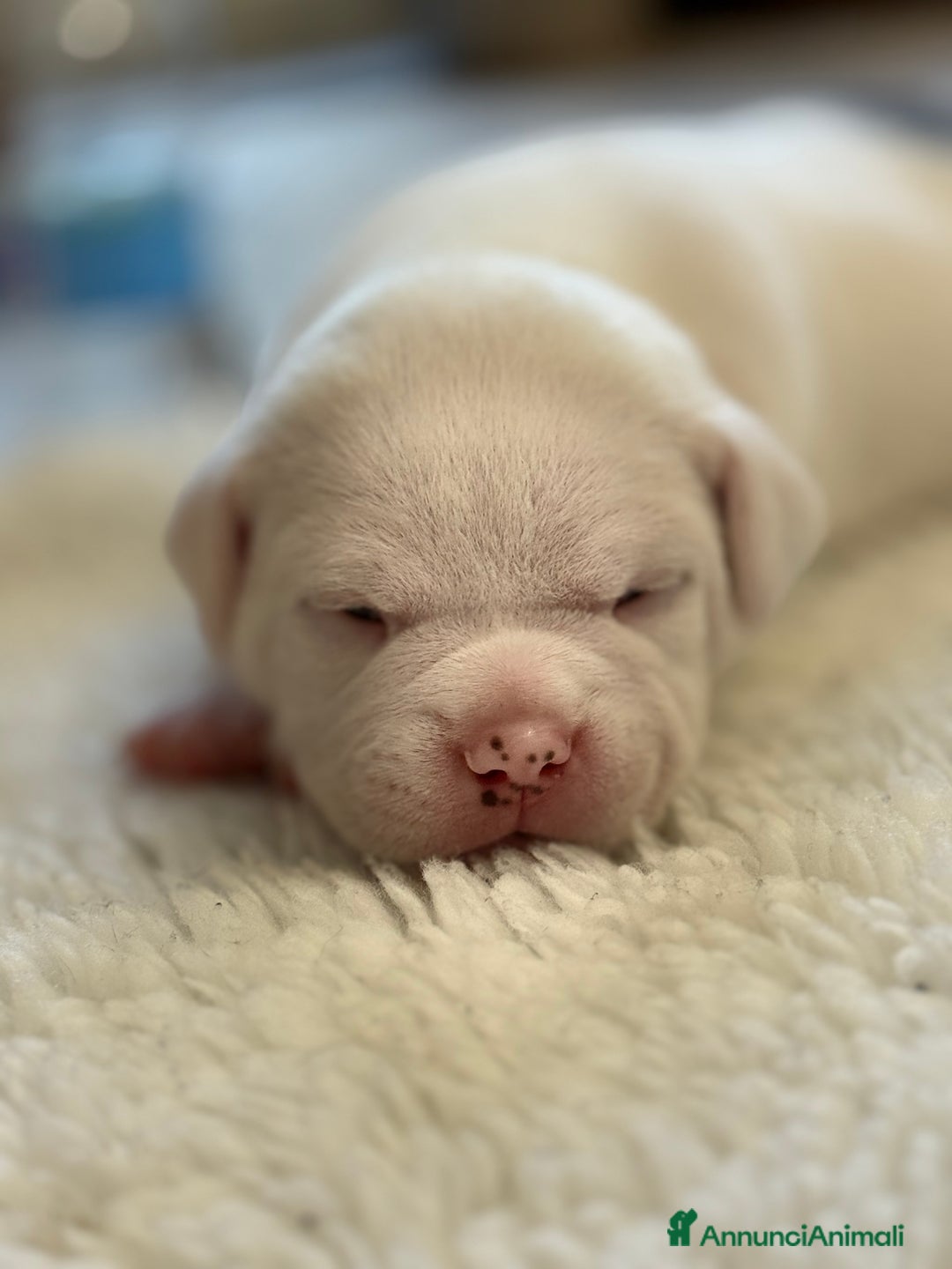 American Bully cani in vendita: Dolcissimi American Bully  - Immagine 6