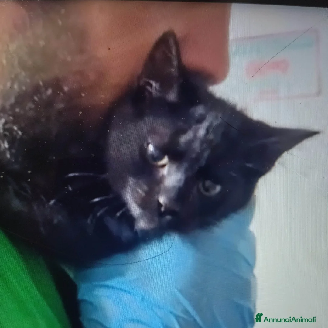 Europeo gatti in regalo: GATTINE NERE - Annuncio 2